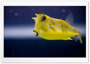 Cowfish Ultra HD Wallpaper for 4K UHD Widescreen desktop, tablet & smartphone