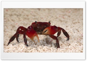crab 4K UHD Wallpaper for Widescreen and UltraWide Desktop, UltraHD TV, Smartphone, Tablet