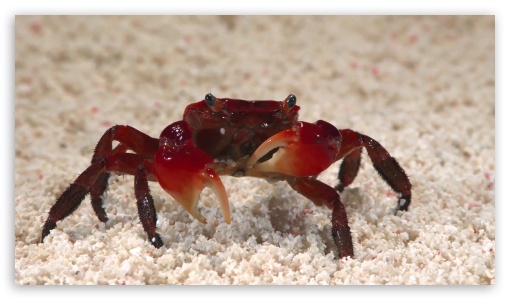 crab UltraHD Wallpaper for HD 16:9 ;