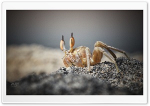 Crab Ultra HD Wallpaper for 4K UHD Widescreen desktop, tablet & smartphone