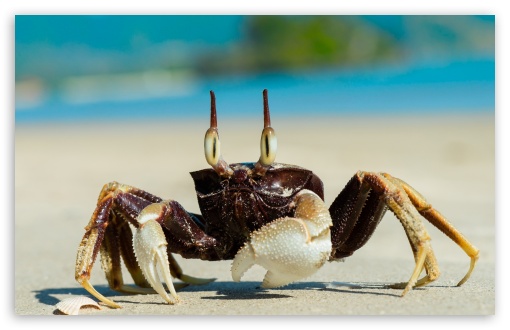 Crab, Beach, Macro, Ocean, Marine Life, Sand, Wildlife UltraHD Wallpaper for UHD 16:9 ; HD 16:9 ; UltraWide 21:9 24:10 ; Widescreen 16:10 5:3 ; Fullscreen 4:3 5:4 3:2 ;