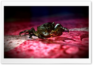 Crab Fresh Water Ultra HD Wallpaper for 4K UHD Widescreen desktop, tablet & smartphone
