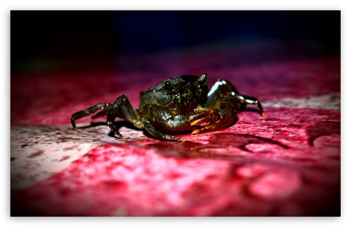 Crab Fresh Water UltraHD Wallpaper for UHD 16:9 ; HD 16:9 ; Widescreen 16:10 5:3 ; Fullscreen 3:2 ;