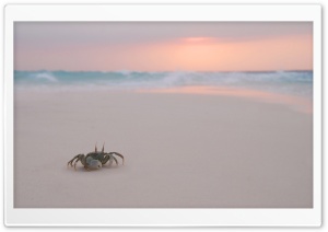 Crab On Beach Ultra HD Wallpaper for 4K UHD Widescreen desktop, tablet & smartphone
