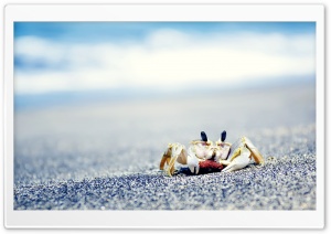 Crab On Sea Ultra HD Wallpaper for 4K UHD Widescreen desktop, tablet & smartphone