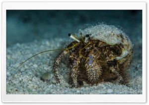 Crab Underwater Ultra HD Wallpaper for 4K UHD Widescreen desktop, tablet & smartphone