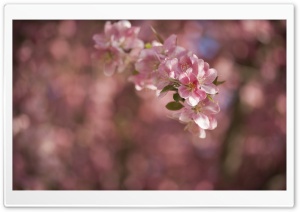 Crabapple Tree Flowers Ultra HD Wallpaper for 4K UHD Widescreen desktop, tablet & smartphone