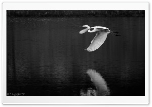 Crane Bird Flying Black and White Ultra HD Wallpaper for 4K UHD Widescreen desktop, tablet & smartphone