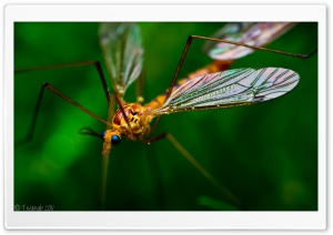 Crane Fly Macro Ultra HD Wallpaper for 4K UHD Widescreen desktop, tablet & smartphone