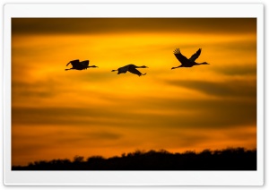 Cranes Birds in Flight Ultra HD Wallpaper for 4K UHD Widescreen desktop, tablet & smartphone