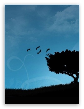Cranes In Flight UltraHD Wallpaper for Mobile 3:5 3:4 ;