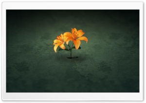 Creative Orange Flowers Ultra HD Wallpaper for 4K UHD Widescreen desktop, tablet & smartphone