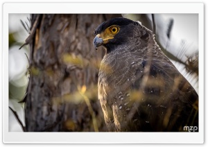 Crested Serpent Eagle, Spilornis Cheela, Bird Of Prey, Asia, Bird 4K UHD Wallpaper for Widescreen and UltraWide Desktop, UltraHD TV, Smartphone, Tablet