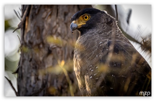 Crested Serpent Eagle, Spilornis Cheela, Bird Of Prey, Asia, Bird UltraHD Wallpaper for Widescreen 16:10 5:3 ; Fullscreen 4:3 5:4 3:2 ; Tablet 1:1 ;