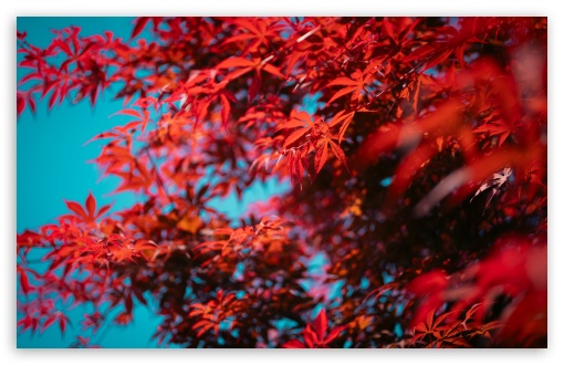 Crimson Leaves, Blue Sky UltraHD Wallpaper for UHD 16:9 ; HD 16:9 ; UltraWide 21:9 24:10 32:9 32:10 ; Widescreen 16:10 5:3 ; Fullscreen 4:3 5:4 3:2 ; Tablet 1:1 ; Mobile 9:16 9:19.5 9:20 9:21 9:22 10:16 2:3 3:5 3:4 ; Dual 16:10 5:3 16:9 4:3 5:4 3:2 ;
