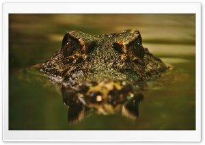 Crocodile Ultra HD Wallpaper for 4K UHD Widescreen desktop, tablet & smartphone