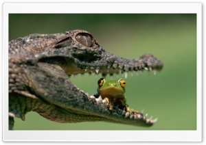 Crocodile Eating Frog Ultra HD Wallpaper for 4K UHD Widescreen desktop, tablet & smartphone