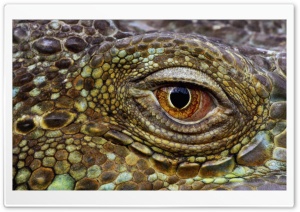 Crocodile Eye Ultra HD Wallpaper for 4K UHD Widescreen desktop, tablet & smartphone
