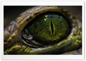 Crocodile Eye Ultra HD Wallpaper for 4K UHD Widescreen Desktop, Lockscreen, Screensaver, TV, Tablet, Smartphone