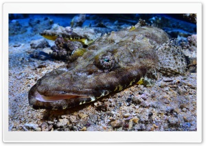 Crocodilefish   Tentacled Flathead Ultra HD Wallpaper for 4K UHD Widescreen desktop, tablet & smartphone