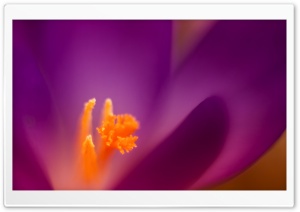 Crocus Ultra HD Wallpaper for 4K UHD Widescreen desktop, tablet & smartphone