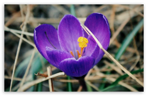 Crocus UltraHD Wallpaper for HD 16:9 ; Widescreen 16:10 5:3 ; Fullscreen 3:2 ;