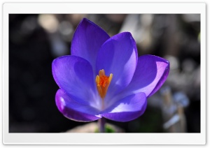 Crocus Blossom Ultra HD Wallpaper for 4K UHD Widescreen desktop, tablet & smartphone