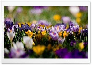 Crocus Field Ultra HD Wallpaper for 4K UHD Widescreen desktop, tablet & smartphone
