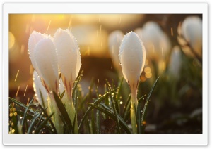 Crocus Flower In The Morning Ultra HD Wallpaper for 4K UHD Widescreen desktop, tablet & smartphone