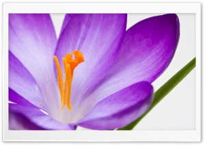 Crocus Flower Macro Ultra HD Wallpaper for 4K UHD Widescreen desktop, tablet & smartphone