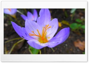 Crocus Flower Macro Background Ultra HD Wallpaper for 4K UHD Widescreen desktop, tablet & smartphone