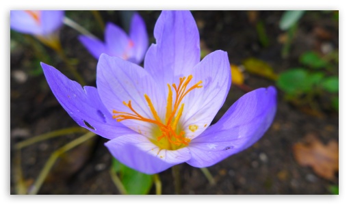 Crocus Flower Macro Background UltraHD Wallpaper for UHD 16:9 ; HD 16:9 ;