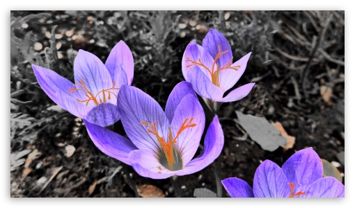 Crocus Flower Macro Background UltraHD Wallpaper for UHD 16:9 ; HD 16:9 ;