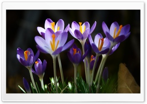 Crocus Flowers Ultra HD Wallpaper for 4K UHD Widescreen desktop, tablet & smartphone