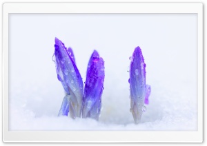 Crocus Flowers in Snow, Nature Photography Ultra HD Wallpaper for 4K UHD Widescreen desktop, tablet & smartphone