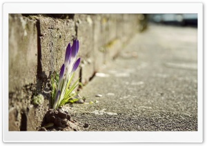 Crocus Flowers In The City Ultra HD Wallpaper for 4K UHD Widescreen desktop, tablet & smartphone