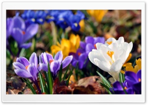 Crocus Flowers, Spring Ultra HD Wallpaper for 4K UHD Widescreen desktop, tablet & smartphone