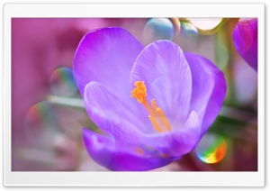 Crocus Macro Ultra HD Wallpaper for 4K UHD Widescreen desktop, tablet & smartphone