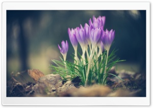 Crocus Spring Flowers Ultra HD Wallpaper for 4K UHD Widescreen desktop, tablet & smartphone