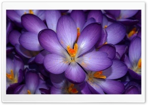 Crocuses Ultra HD Wallpaper for 4K UHD Widescreen desktop, tablet & smartphone