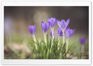 Crocuses Blooming Ultra HD Wallpaper for 4K UHD Widescreen desktop, tablet & smartphone