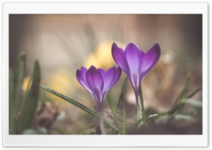 Crocuses Blooming Time Ultra HD Wallpaper for 4K UHD Widescreen desktop, tablet & smartphone