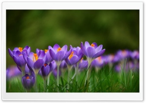 Crocuses Croci Flowers, Meadow, Spring Ultra HD Wallpaper for 4K UHD Widescreen desktop, tablet & smartphone