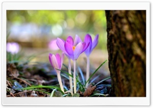 Crocuses Flowers Growing under a Tree Ultra HD Wallpaper for 4K UHD Widescreen desktop, tablet & smartphone