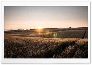 Crop Field Ultra HD Wallpaper for 4K UHD Widescreen desktop, tablet & smartphone