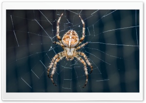 Cross Spider Ultra HD Wallpaper for 4K UHD Widescreen desktop, tablet & smartphone