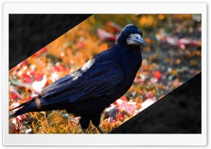 Crow Ultra HD Wallpaper for 4K UHD Widescreen desktop, tablet & smartphone