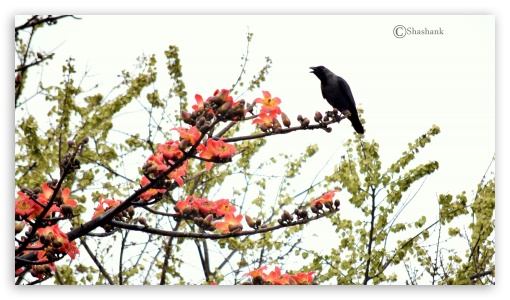 Crow UltraHD Wallpaper for UHD 16:9 ; HD 16:9 ;