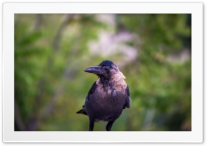 Crow 4K UHD Wallpaper for Widescreen and UltraWide Desktop, UltraHD TV, Smartphone, Tablet