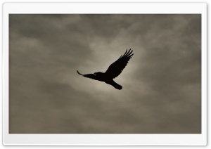 Crow Flying Silhouette Ultra HD Wallpaper for 4K UHD Widescreen desktop, tablet & smartphone